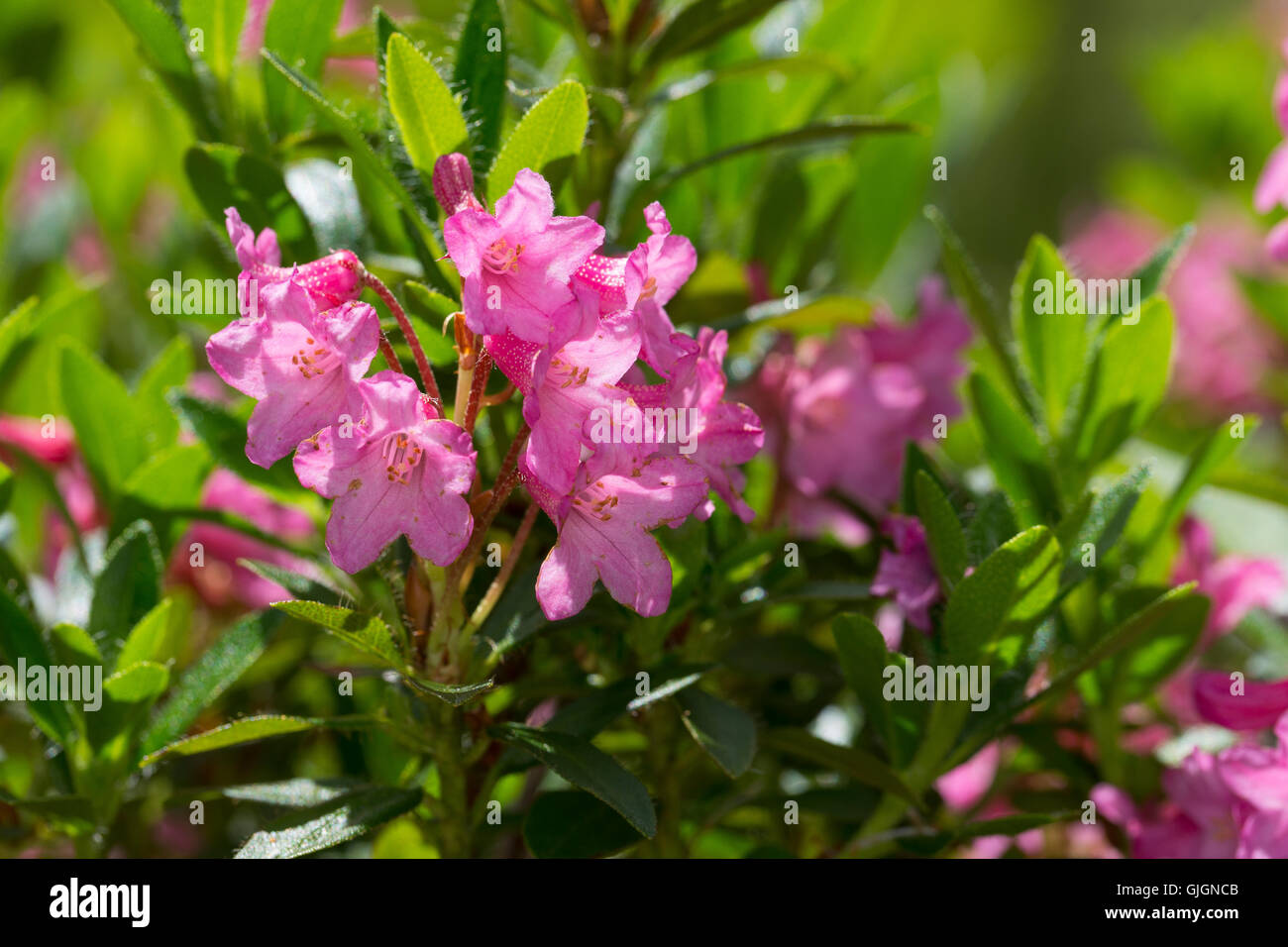Bewimperte Alpenrose, Behaarte Alpenrose, Almrausch, Rhododendron hirsutum, Hairy Alpen Rose, Rhododendron pubescent, Rhododendr Stock Photo