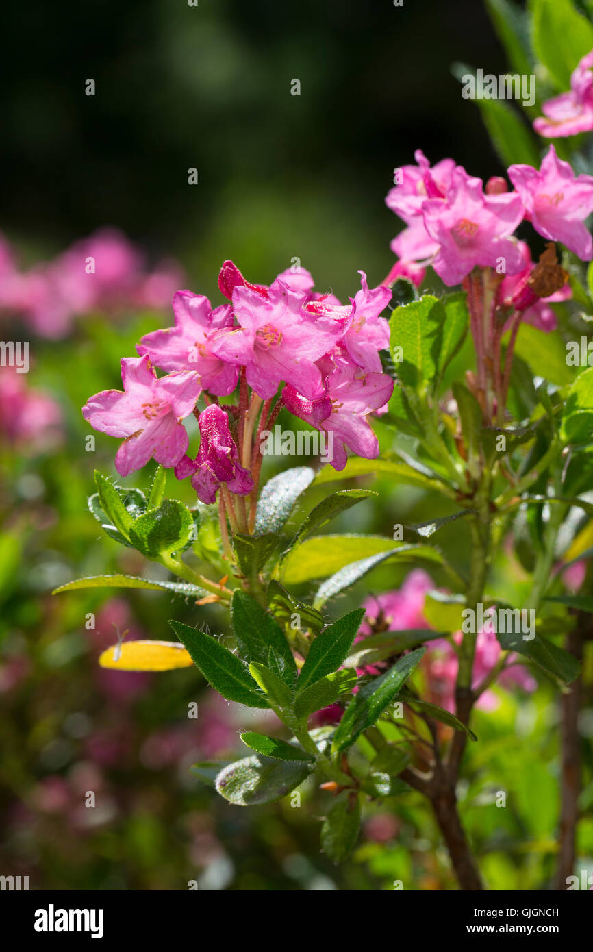 Bewimperte Alpenrose, Behaarte Alpenrose, Almrausch, Rhododendron hirsutum, Hairy Alpen Rose, Rhododendron pubescent, Rhododendr Stock Photo