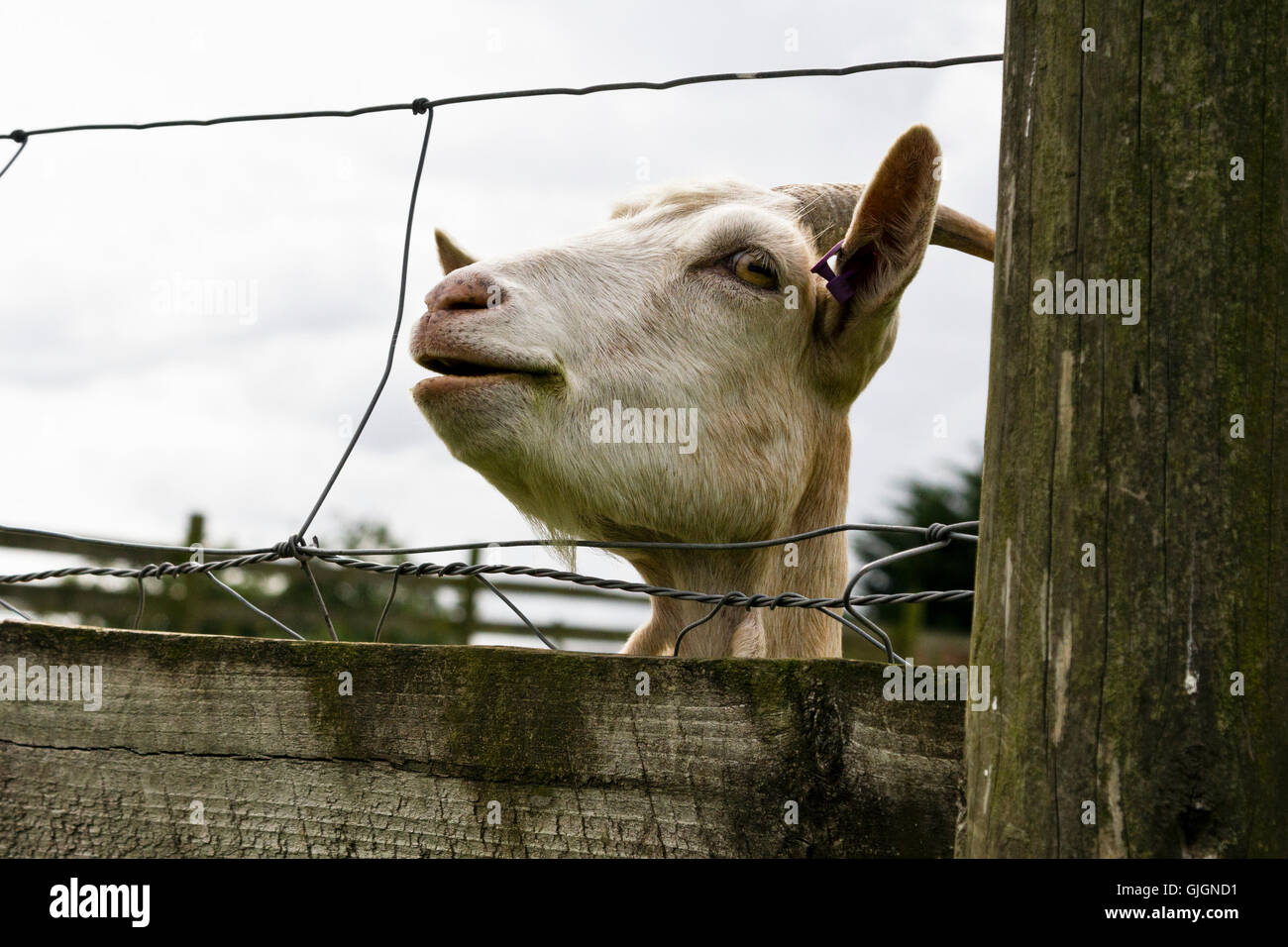 A goat at Grimsbury community farm, Kingswood, South Gloucestershire, UK Stock Photo