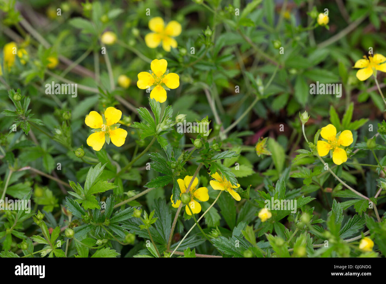 Blutwurz, Blut-Wurz, Aufrechtes Fingerkraut, Tormentill, Potentilla erecta, Blootroot, Shepherd`s Knot Stock Photo