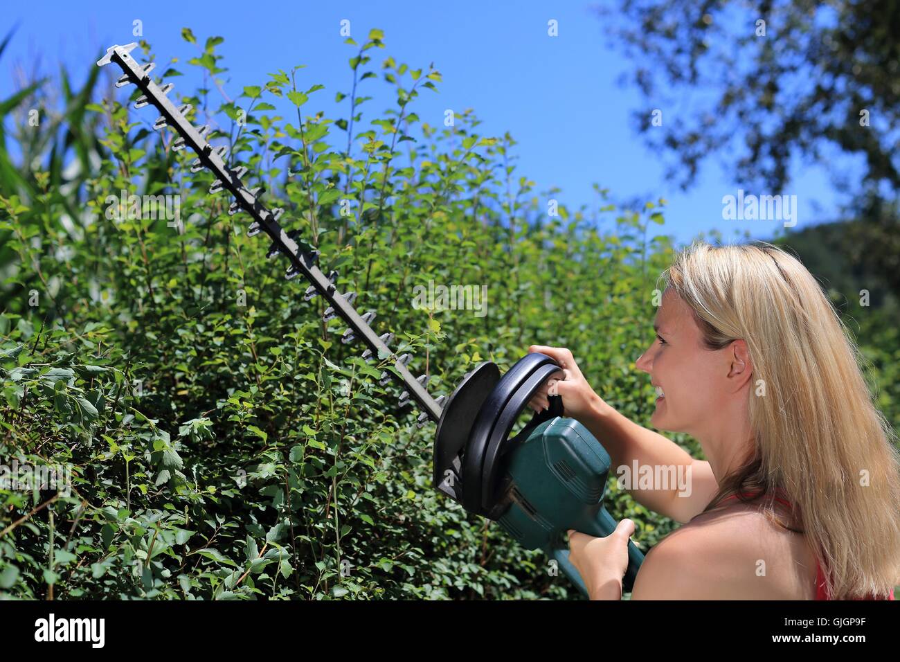 A Woman cutting a  hedge Stock Photo