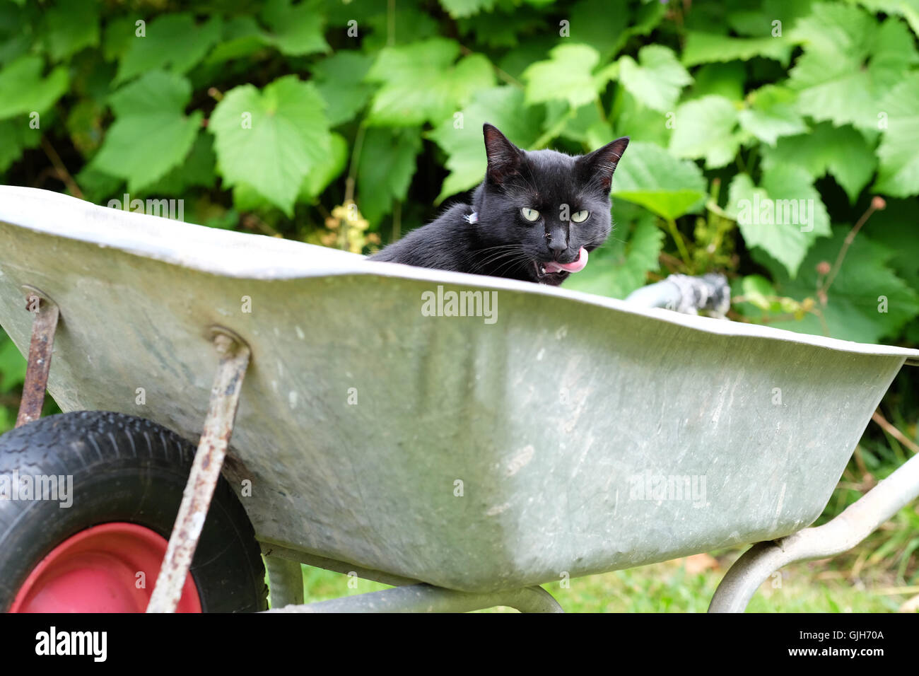 Black cat licks his lips as he finds a new place in a wheelbarrow to