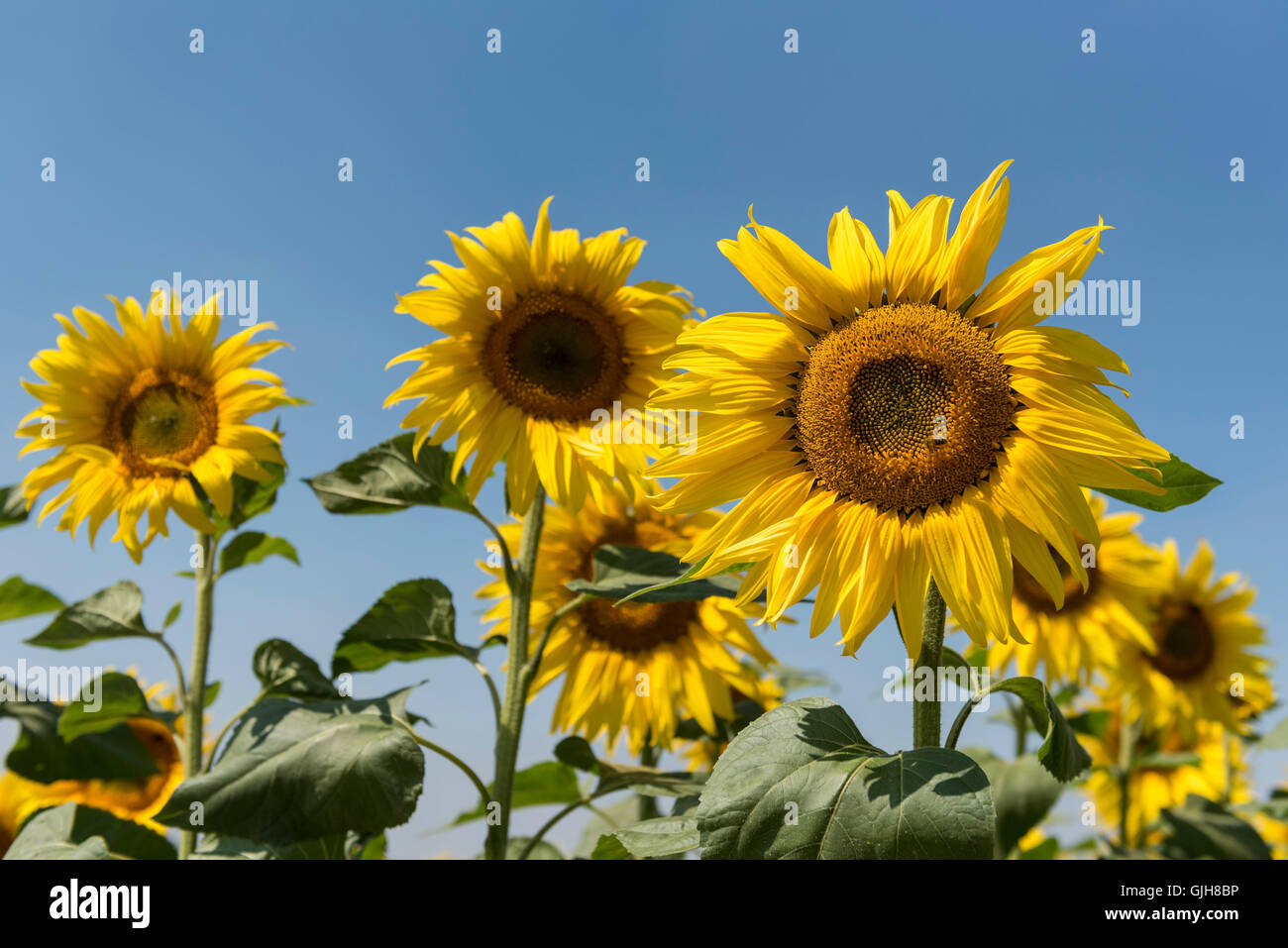 Hertfordshire, UK. 17th Aug, 2016. Sunflowers at Hitchin Lavender farm