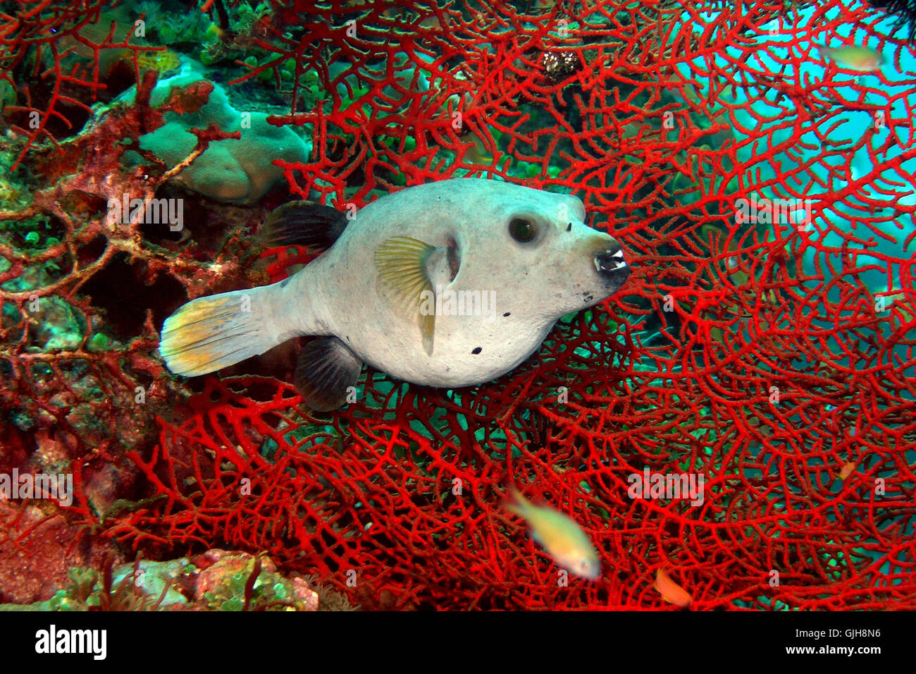 fan coral with ball fish Stock Photo