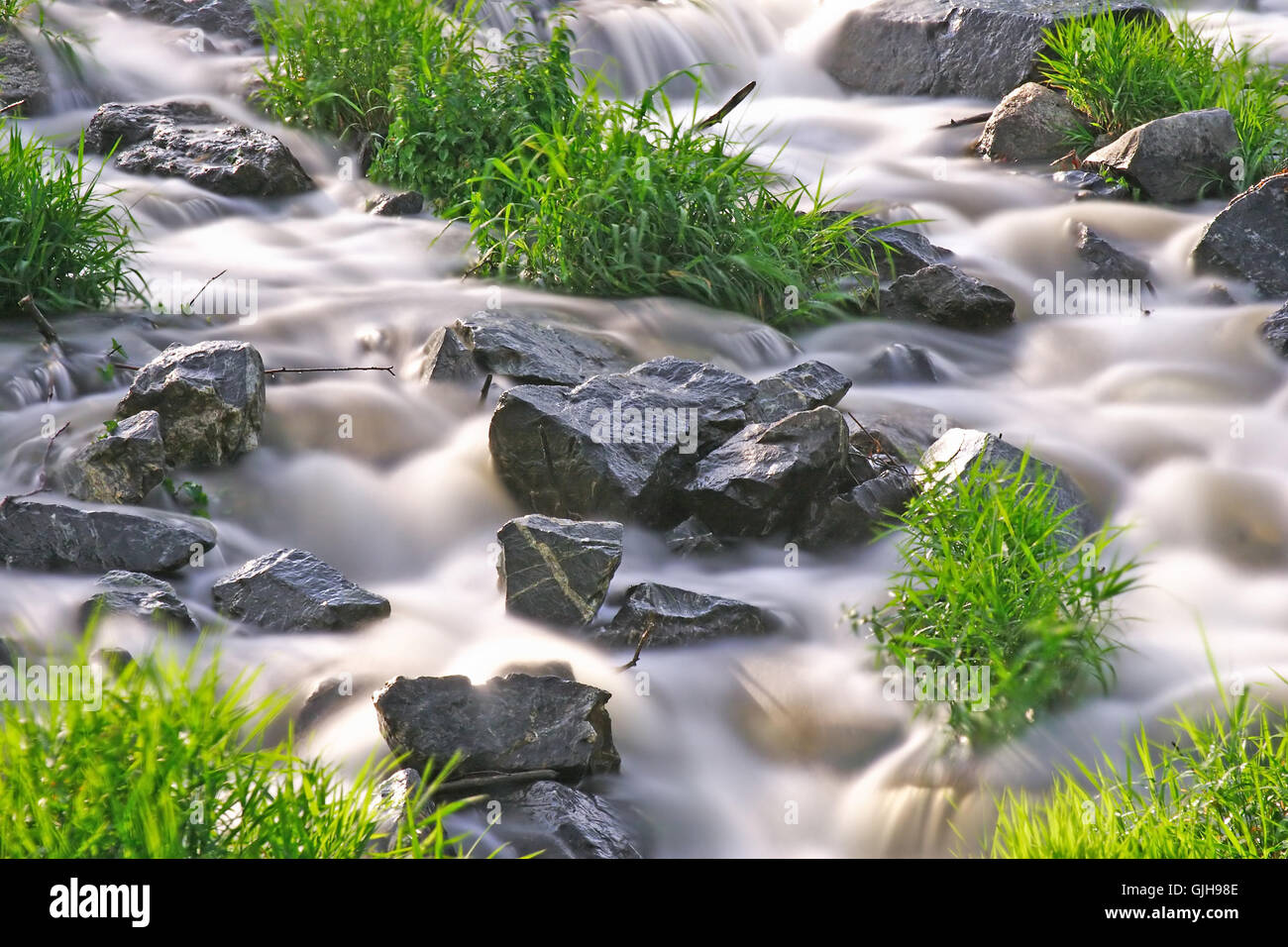 waters plant green Stock Photo Alamy