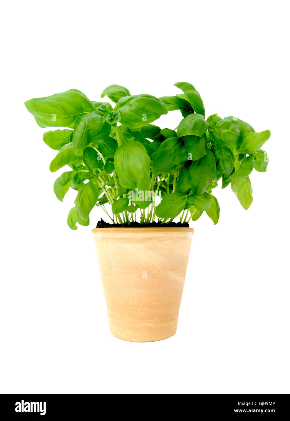basil in pot Stock Photo Alamy