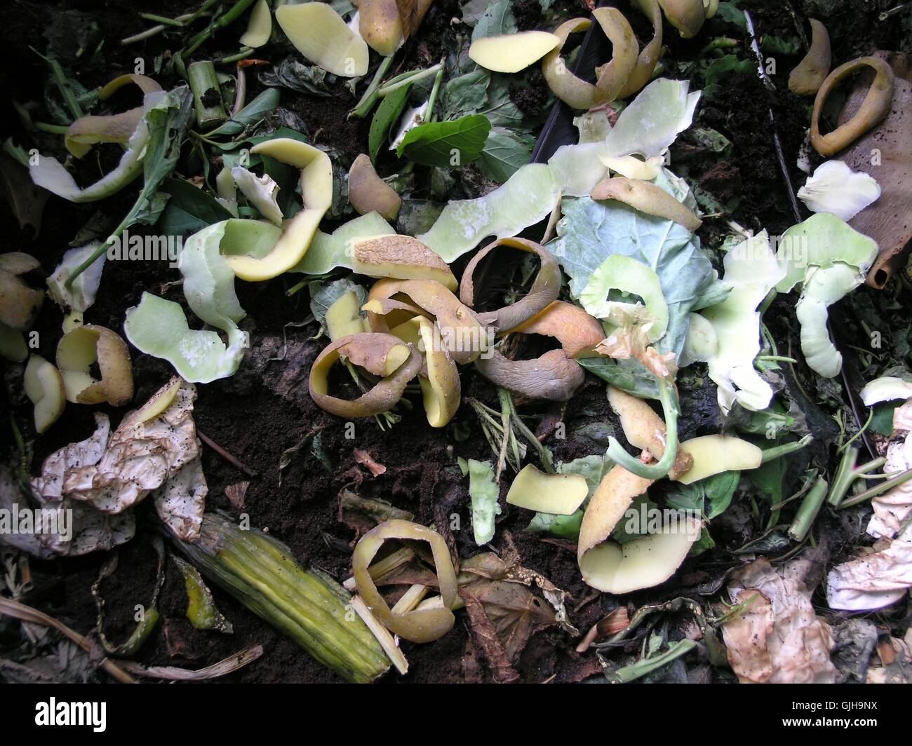 garden biological cucumber Stock Photo