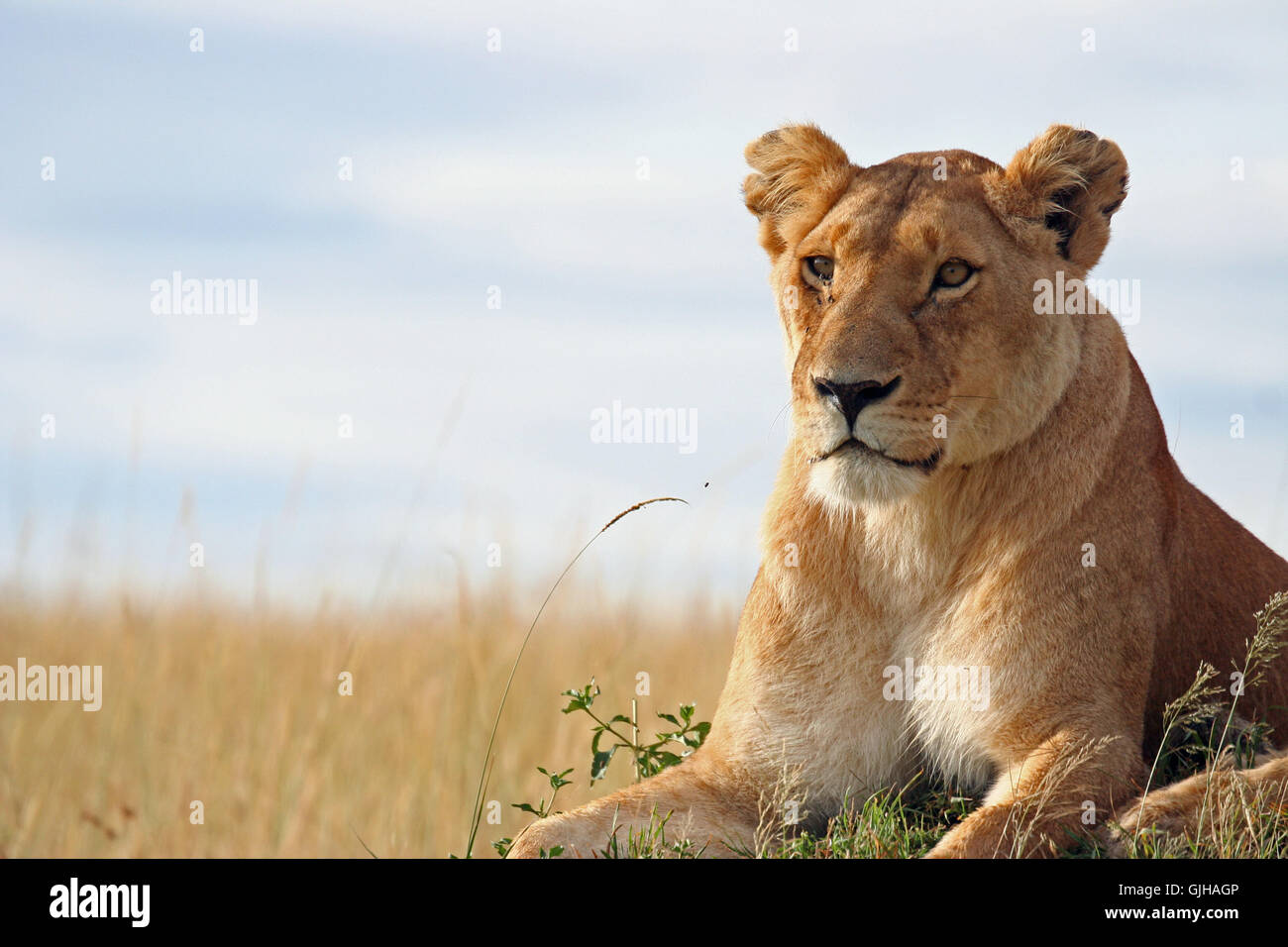 lioness - lioness Stock Photo - Alamy