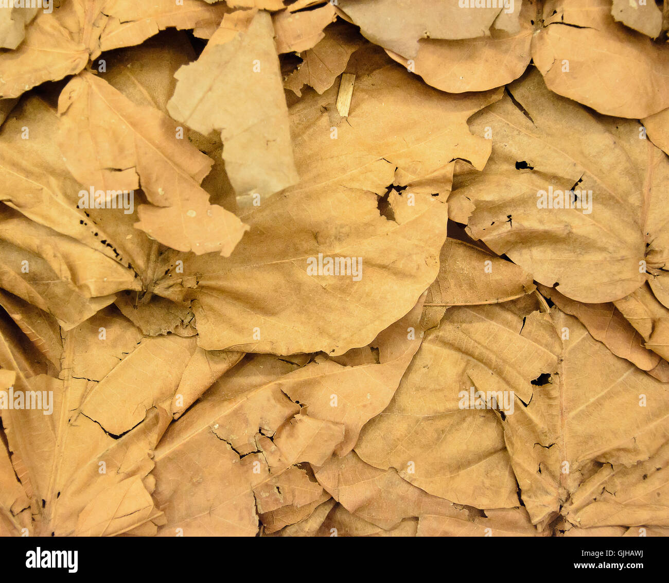 Dry leaves wallpaper in thailand Stock Photo - Alamy