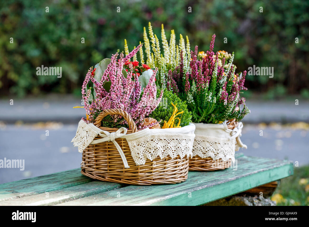 Calluna, hebe and kalanchoe in decorative flower pot Stock Photo