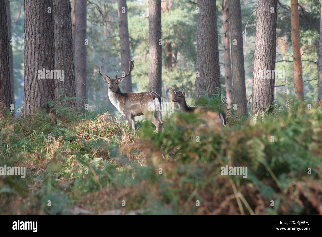 deer in the woods Stock Photo Alamy
