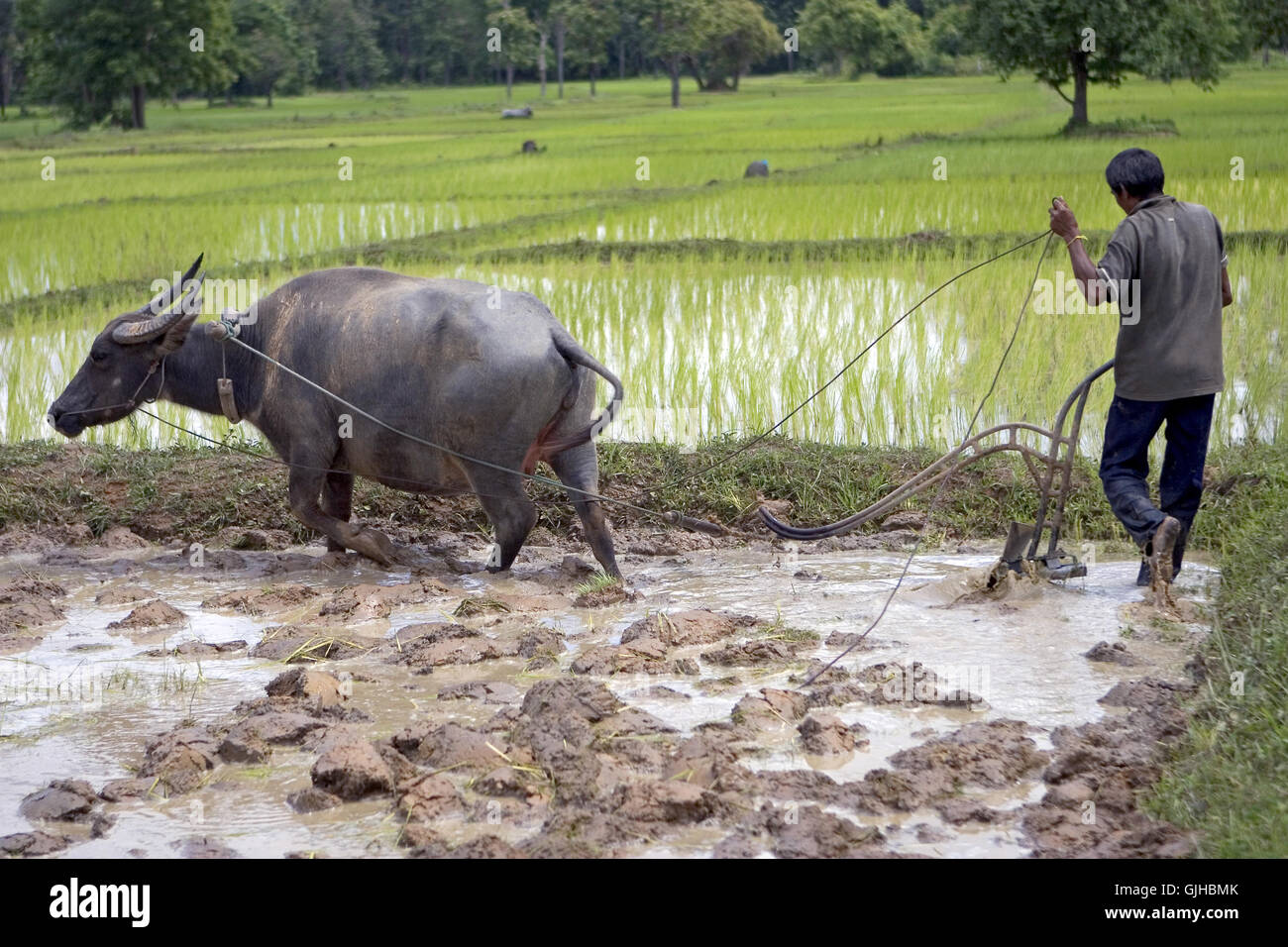 agrarian culture animal Stock Photo