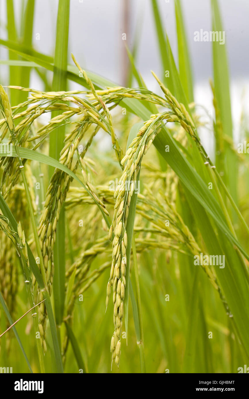 food aliment green Stock Photo