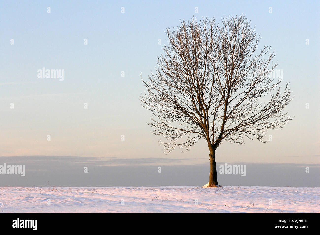 tree winter cold Stock Photo - Alamy