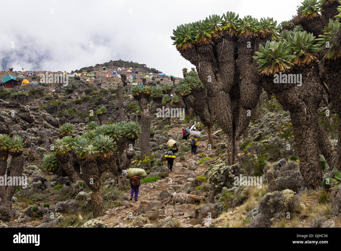 Guides and porters Approaching Barranco Camp on Mount Kilimanjaro, Tanzania Stock Photo