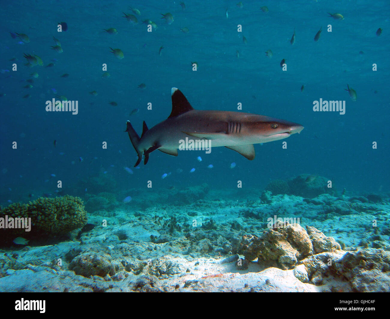fish maldives fear Stock Photo