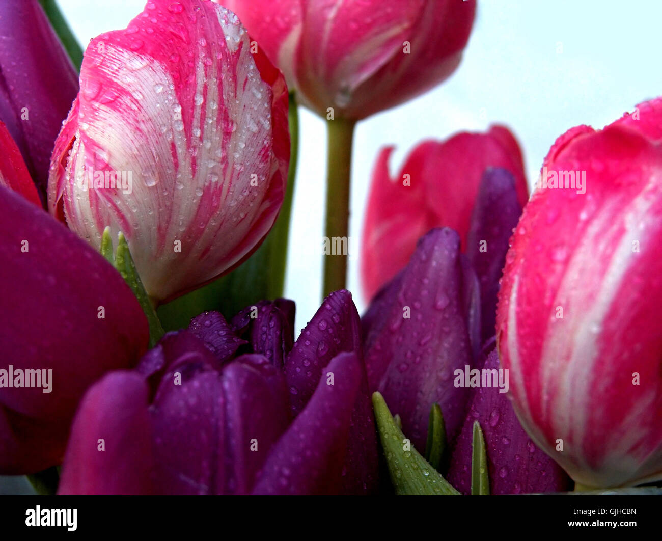 tulips knallig Stock Photo