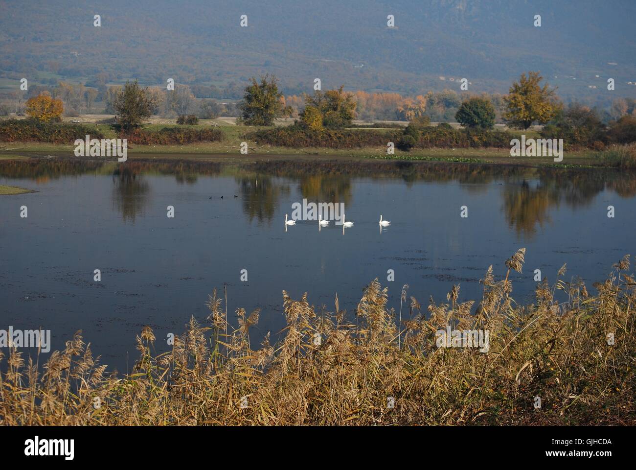 Swans, Lake Kerkini National Park, Greece Stock Photo