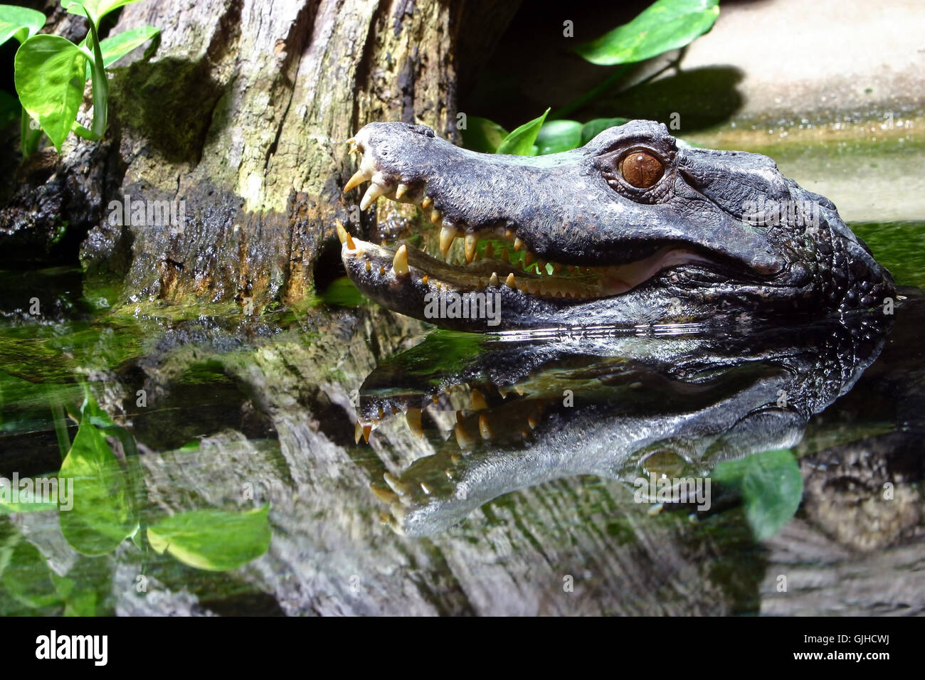 reptile mouth teeth Stock Photo Alamy