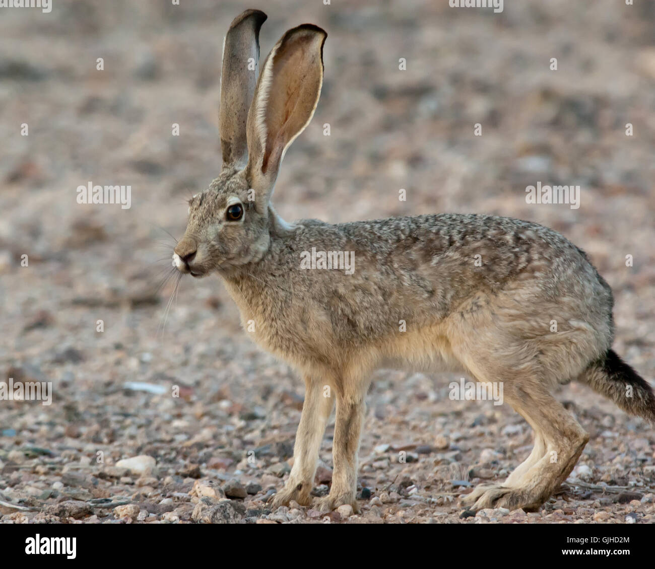 Portrait of a Jackrabbit, Arizona, United States Stock Photo