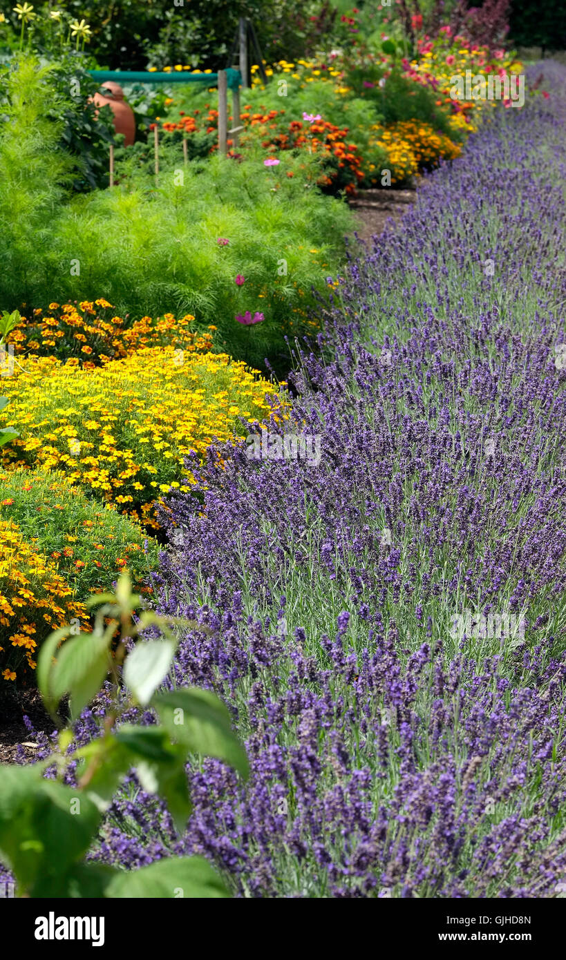 blue lavender flower border in garden, north norfolk, england Stock Photo