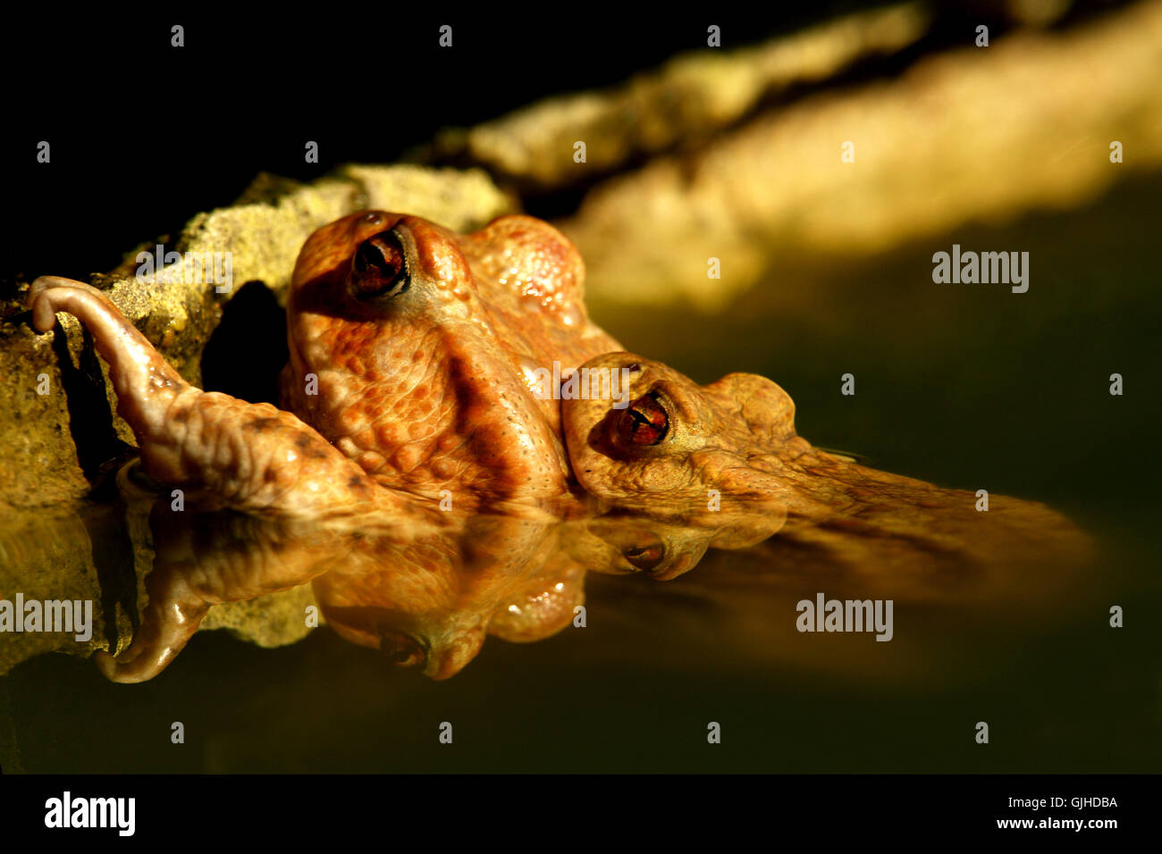 wall mirroring amphibians Stock Photo