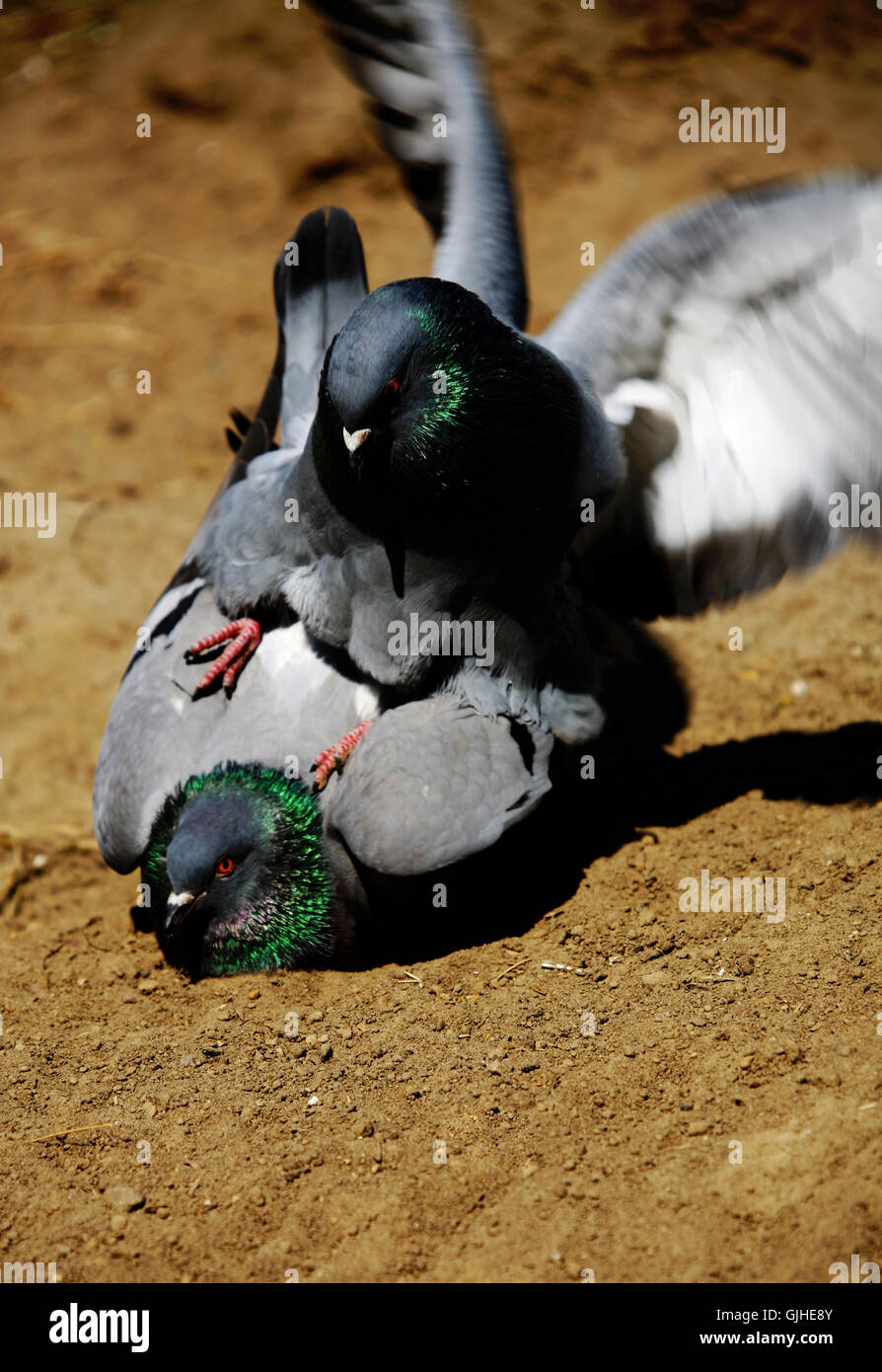 travel bird birds Stock Photo