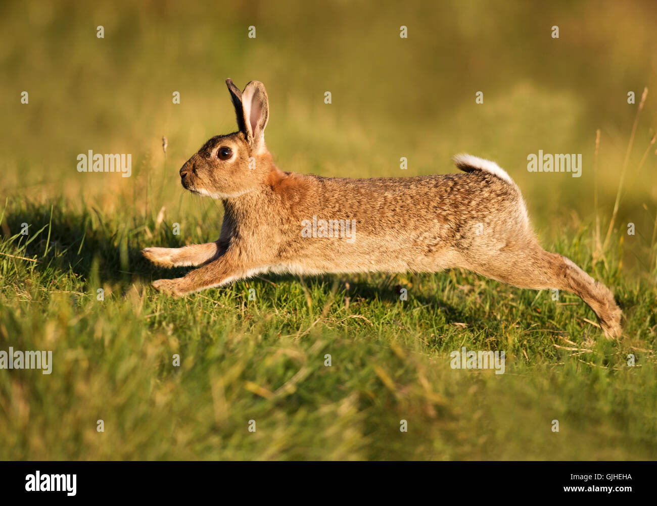 European rabbit running hires stock photography and images Alamy