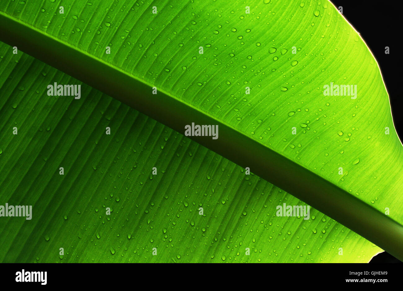 green raindrop counter-light Stock Photo