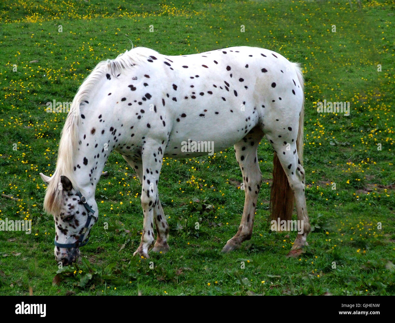 ride horse dots Stock Photo