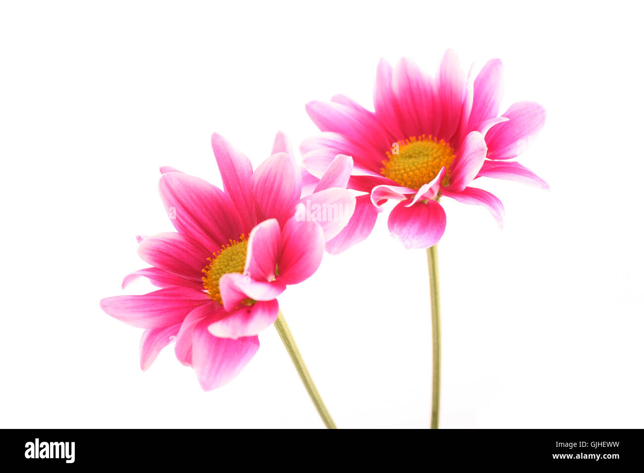 chrysanthemum (chrysanthemum) Stock Photo