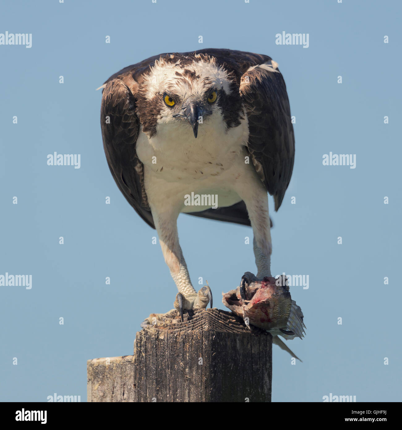 Osprey (Pandion haliaetus) standing on wooden post eating fish, Sarasota, Florida, United States Stock Photo