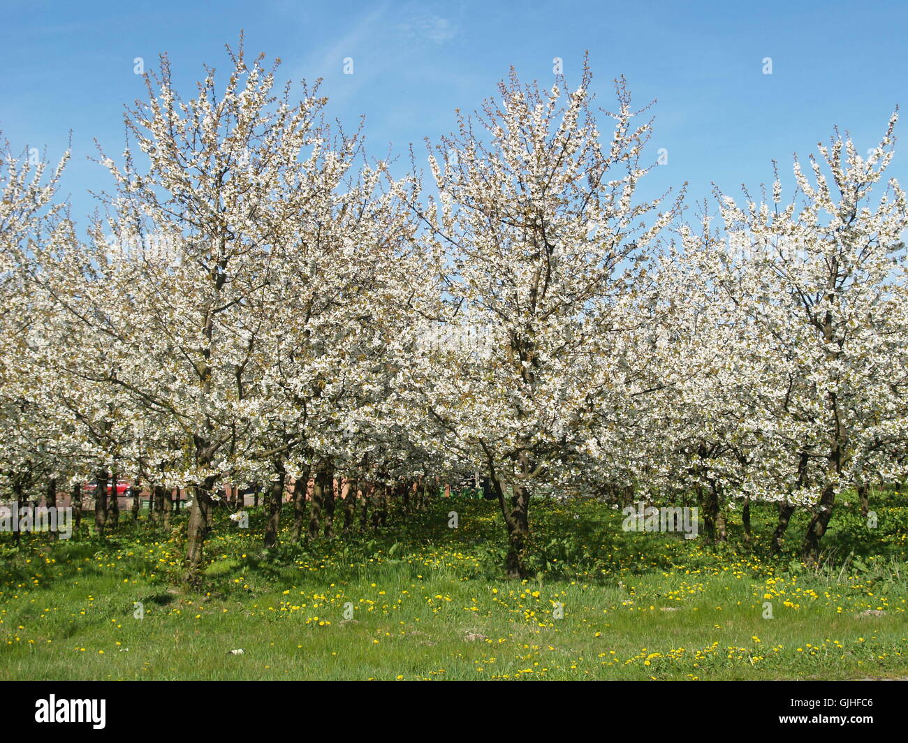 blue tree trees Stock Photo Alamy