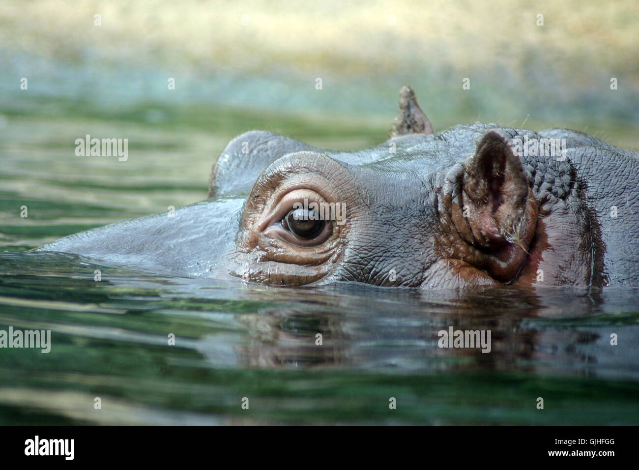 big large enormous Stock Photo