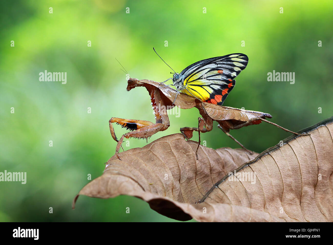 Butterfly sitting on mantis, Indonesia Stock Photo