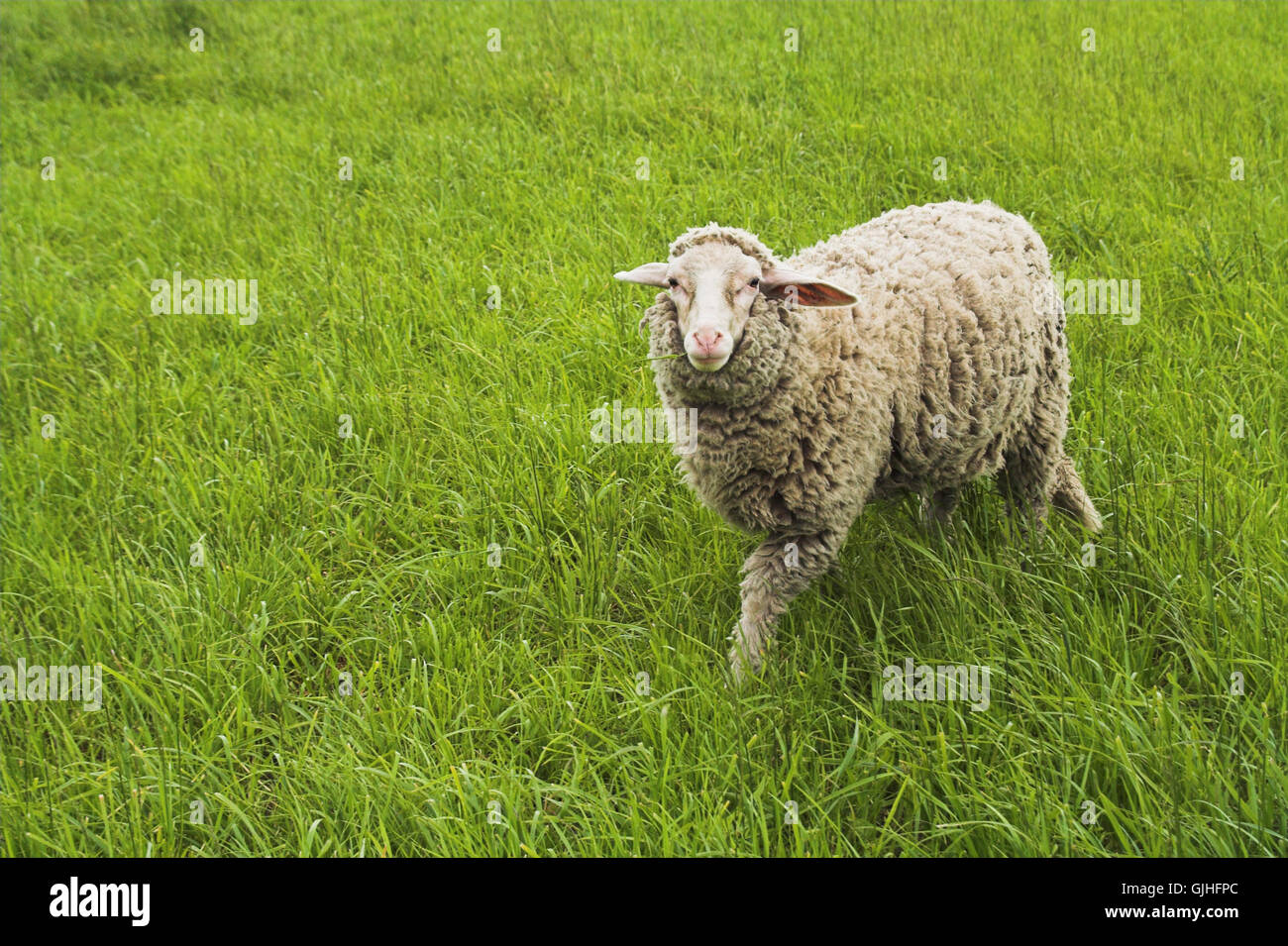 animal look glancing Stock Photo