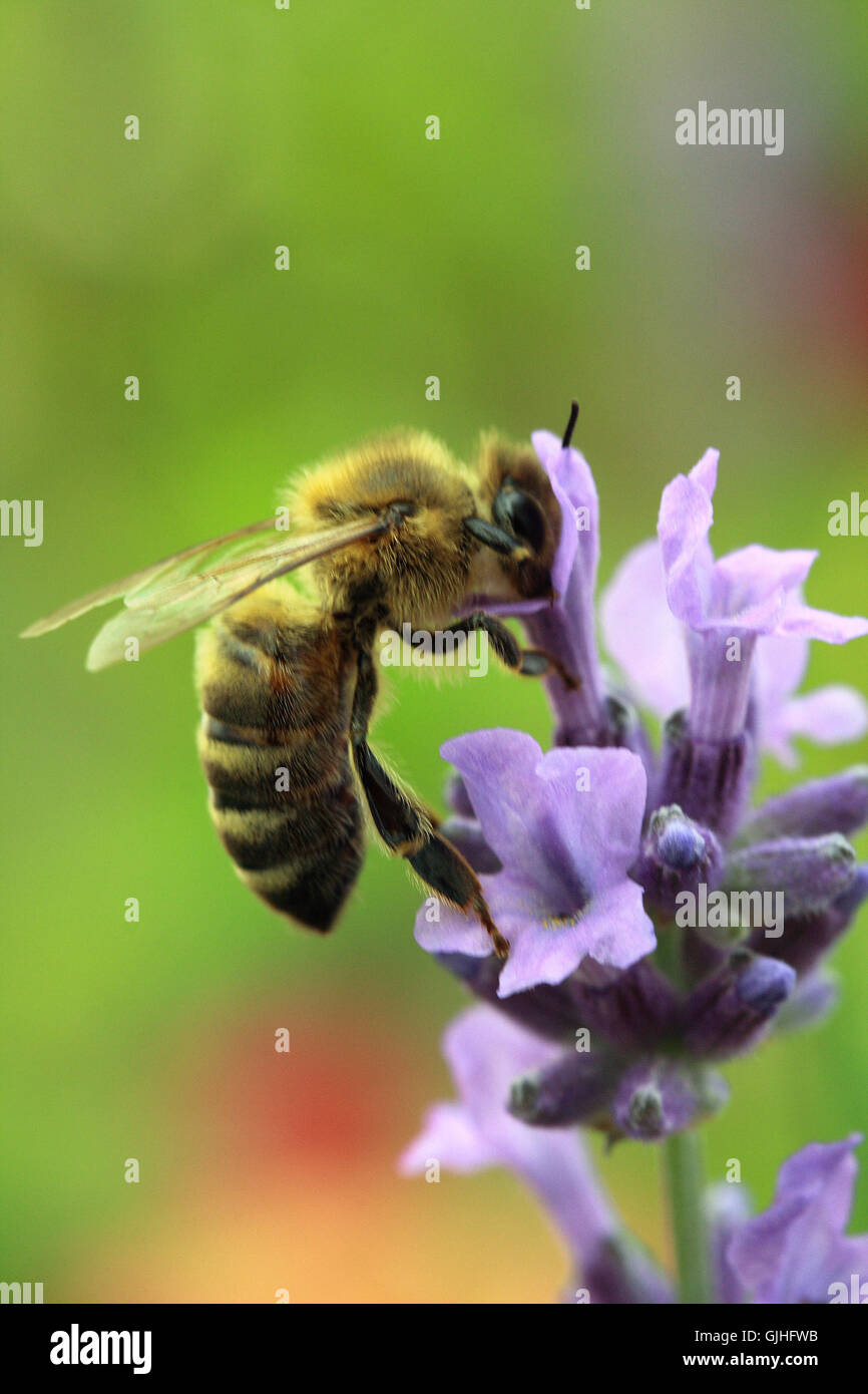 bees nectar honeybee Stock Photo