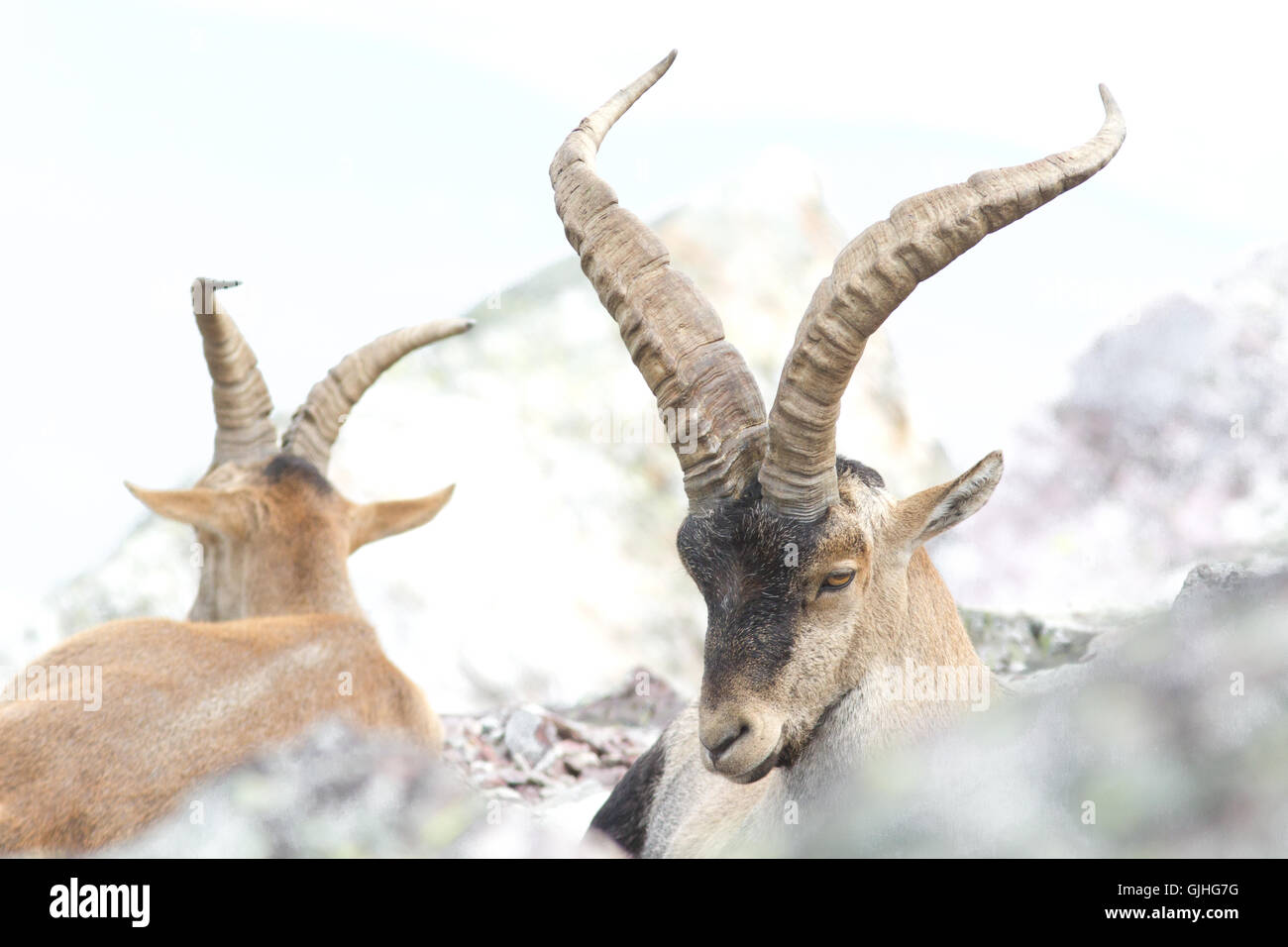 Spanish ibex ( Capra pyrenaica ), male, from Peña de Francia, Spain Stock Photo