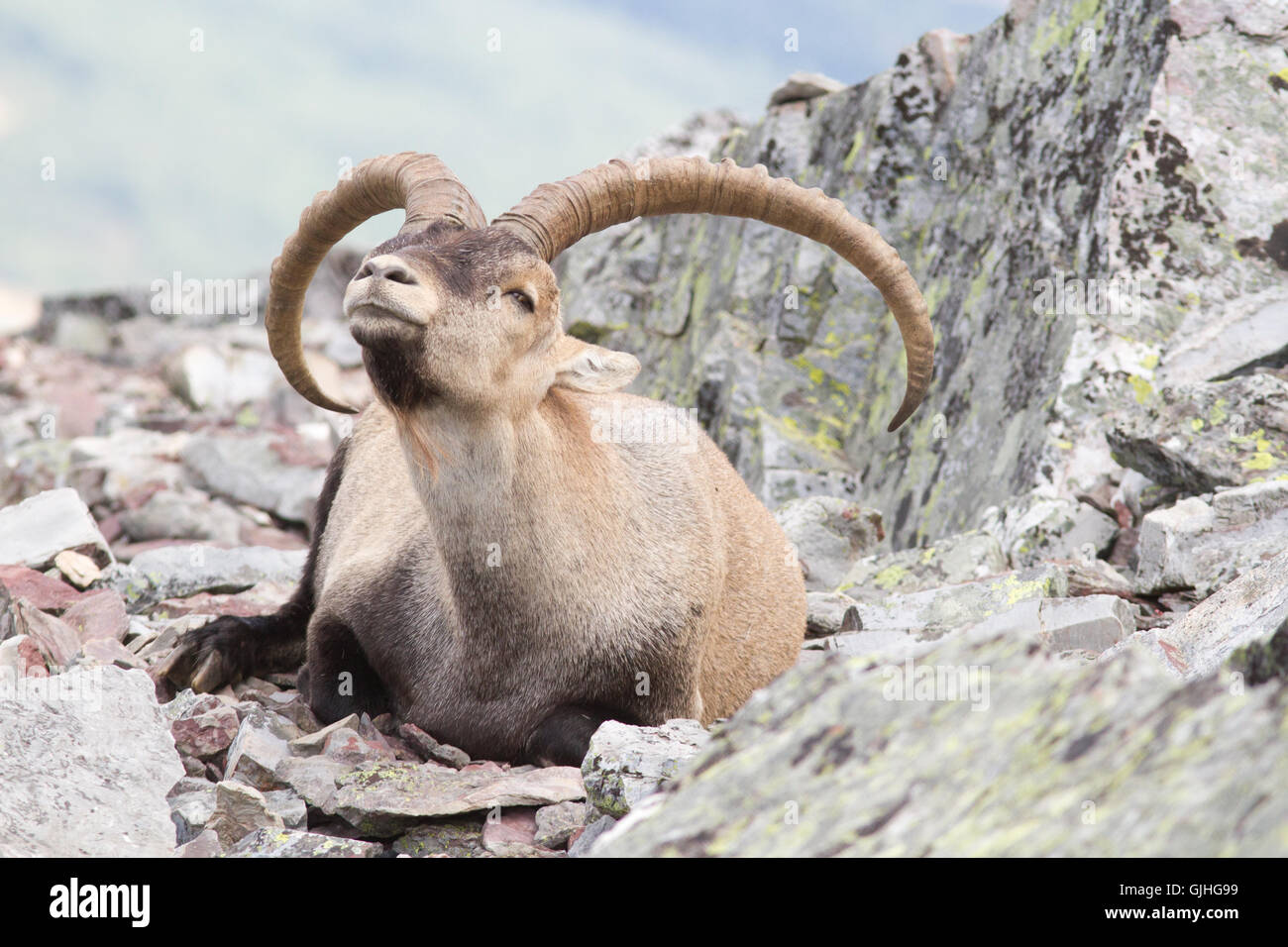 Spanish ibex ( Capra pyrenaica ), male, from Peña de Francia, Spain Stock Photo