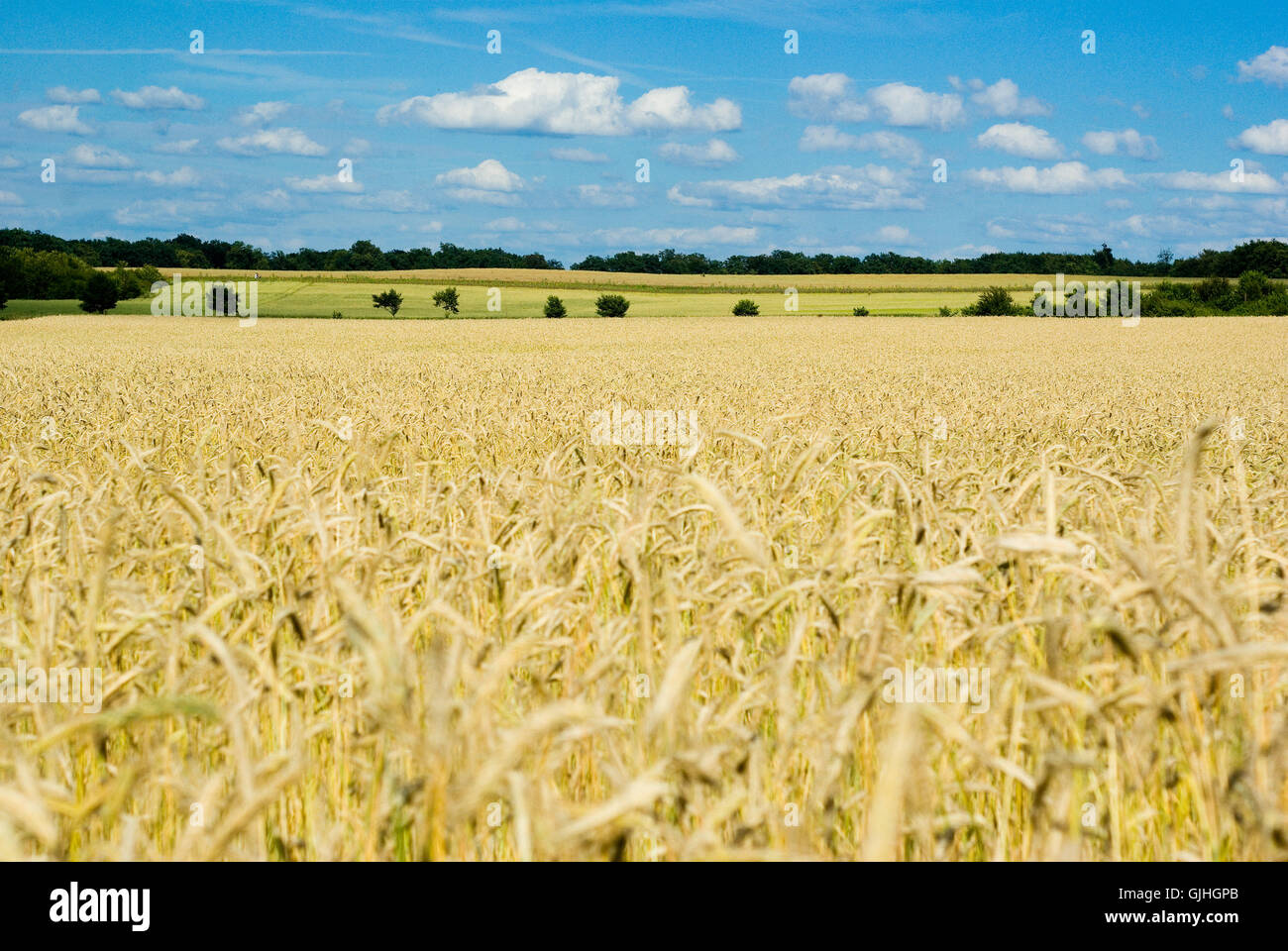bucolic agriculture farming Stock Photo