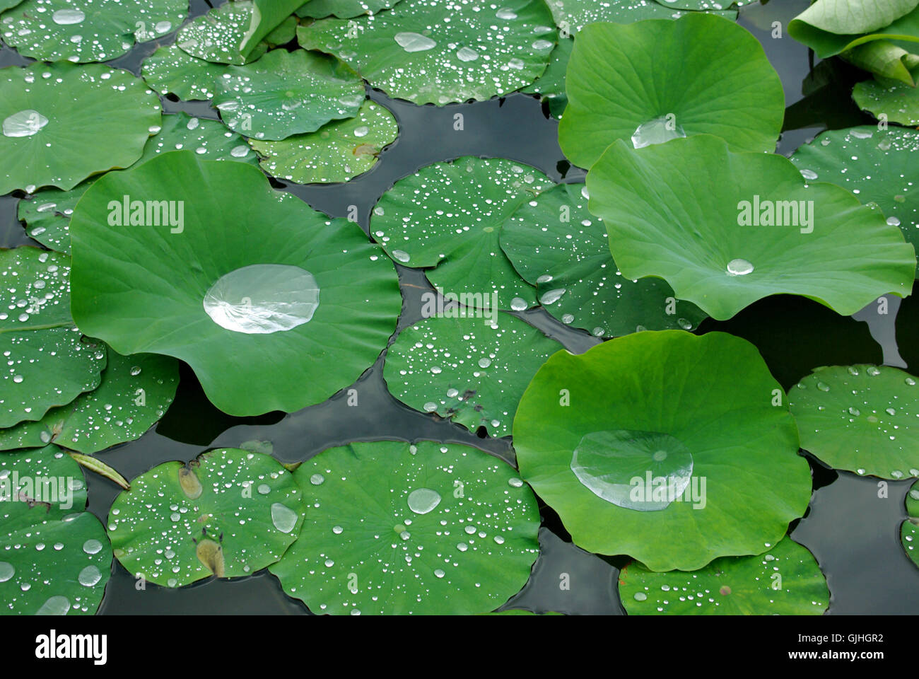 the lotus effect Stock Photo Alamy