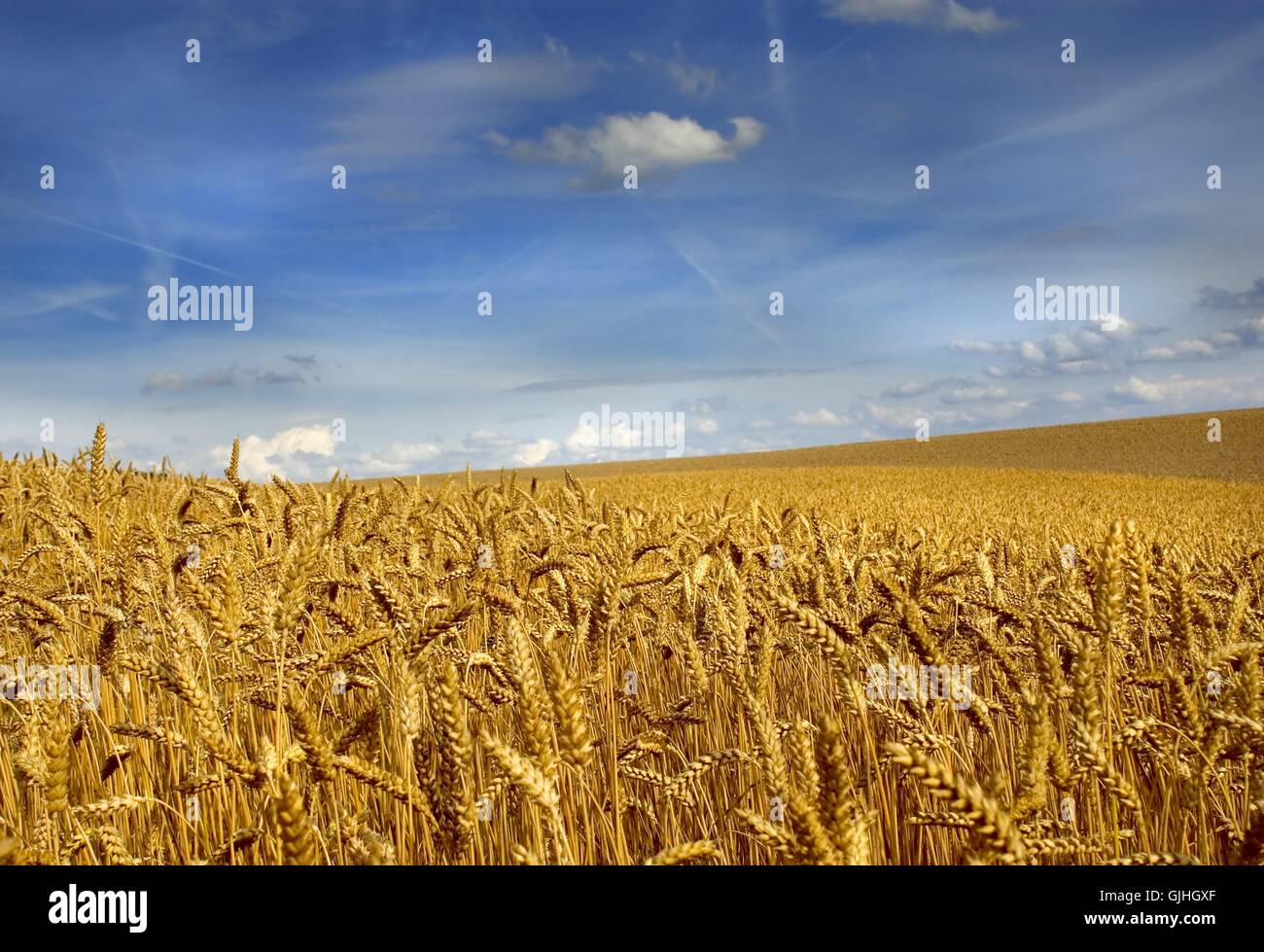 wheat field Stock Photo - Alamy