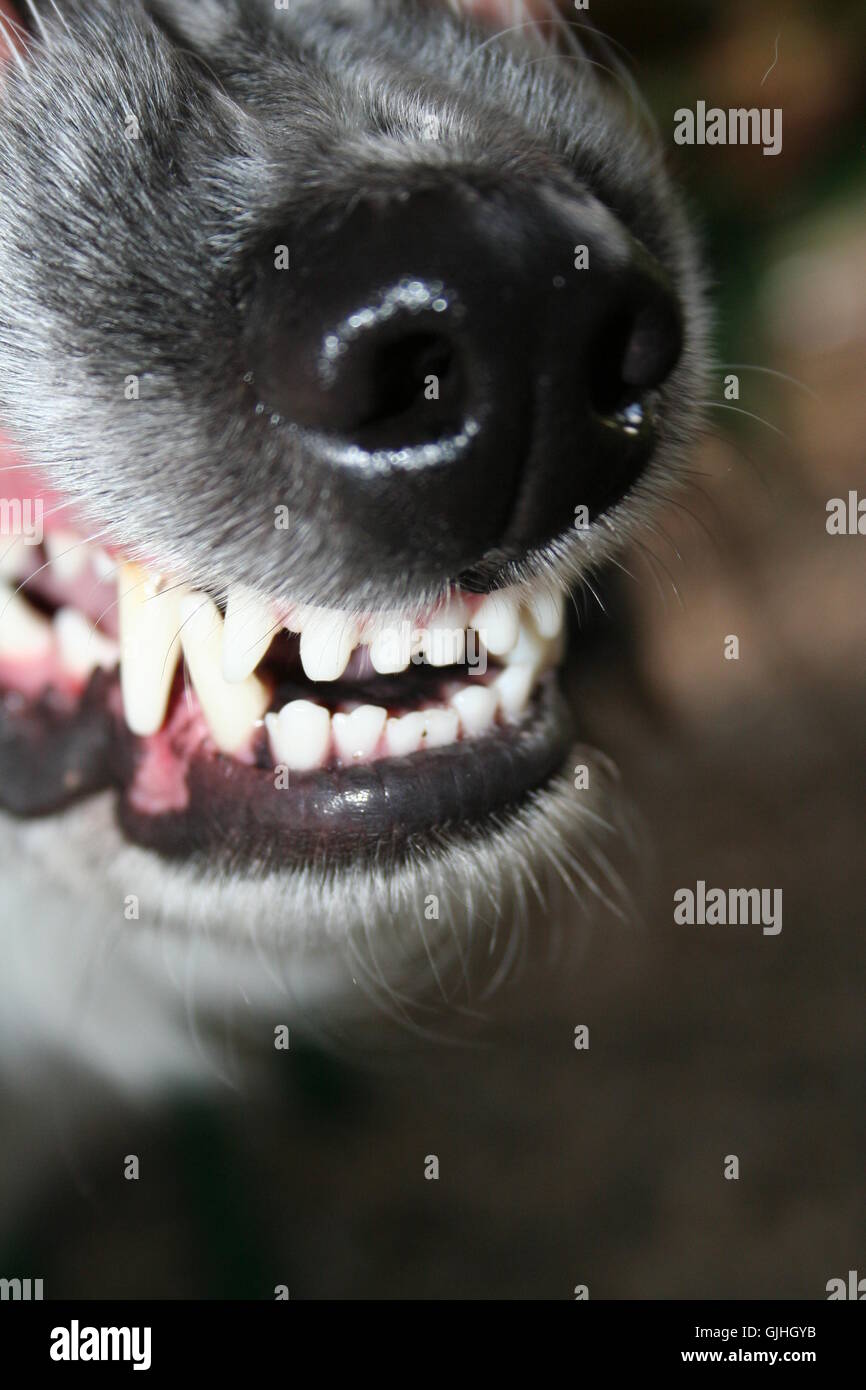 mouth teeth bit Stock Photo Alamy