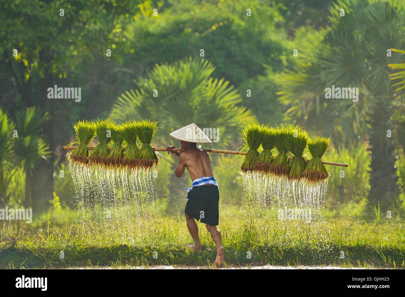 Rear view of Man carrying rice plants in paddy field, Sakolnakh, Thailand Stock Photo