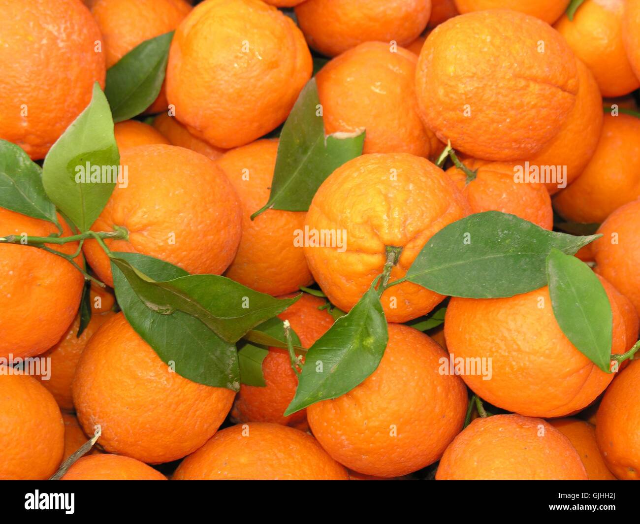 orange progenies fruits Stock Photo