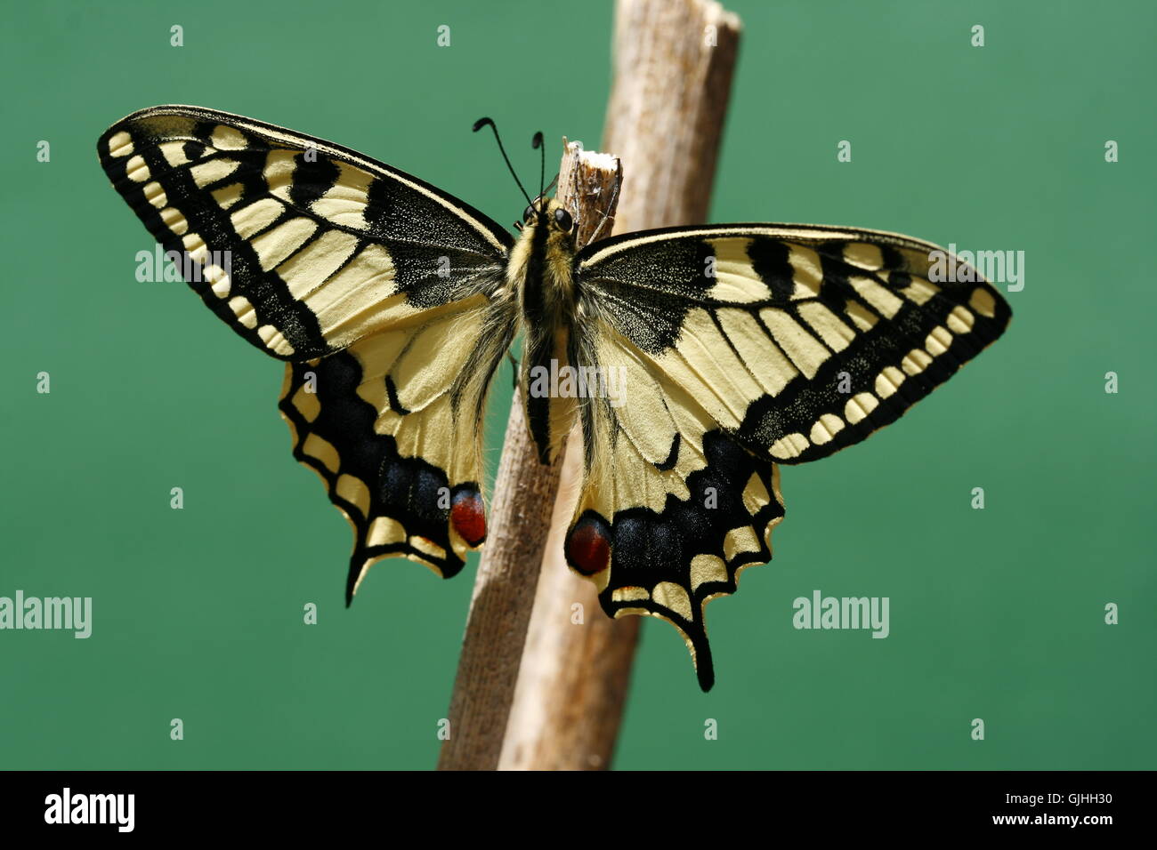 newly hatched swallowtail e Stock Photo