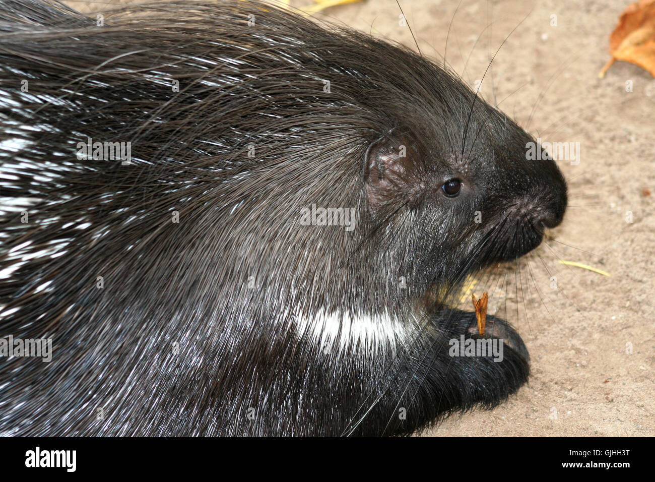 fodder animal mammal Stock Photo - Alamy