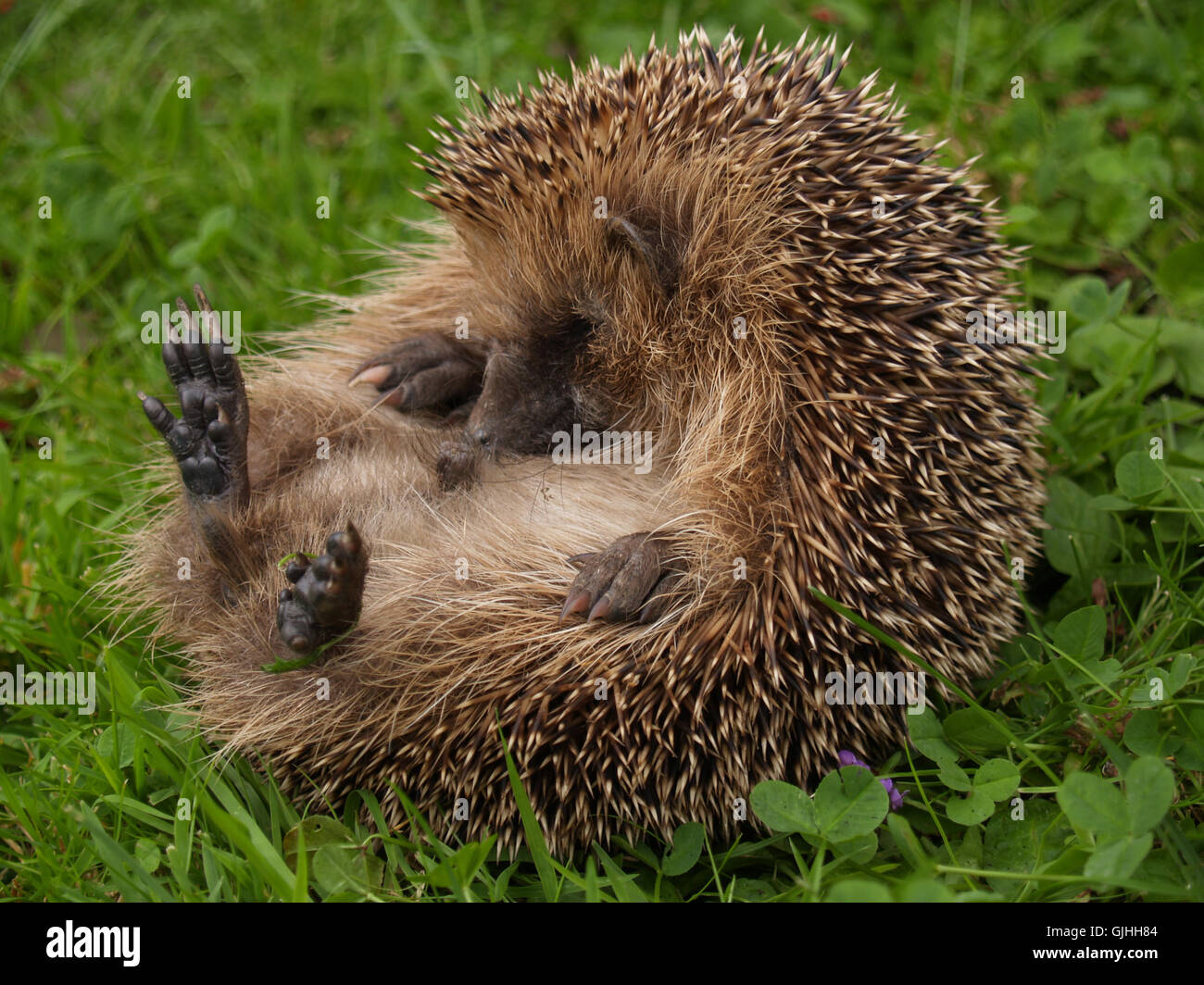 protected sheltered garden Stock Photo
