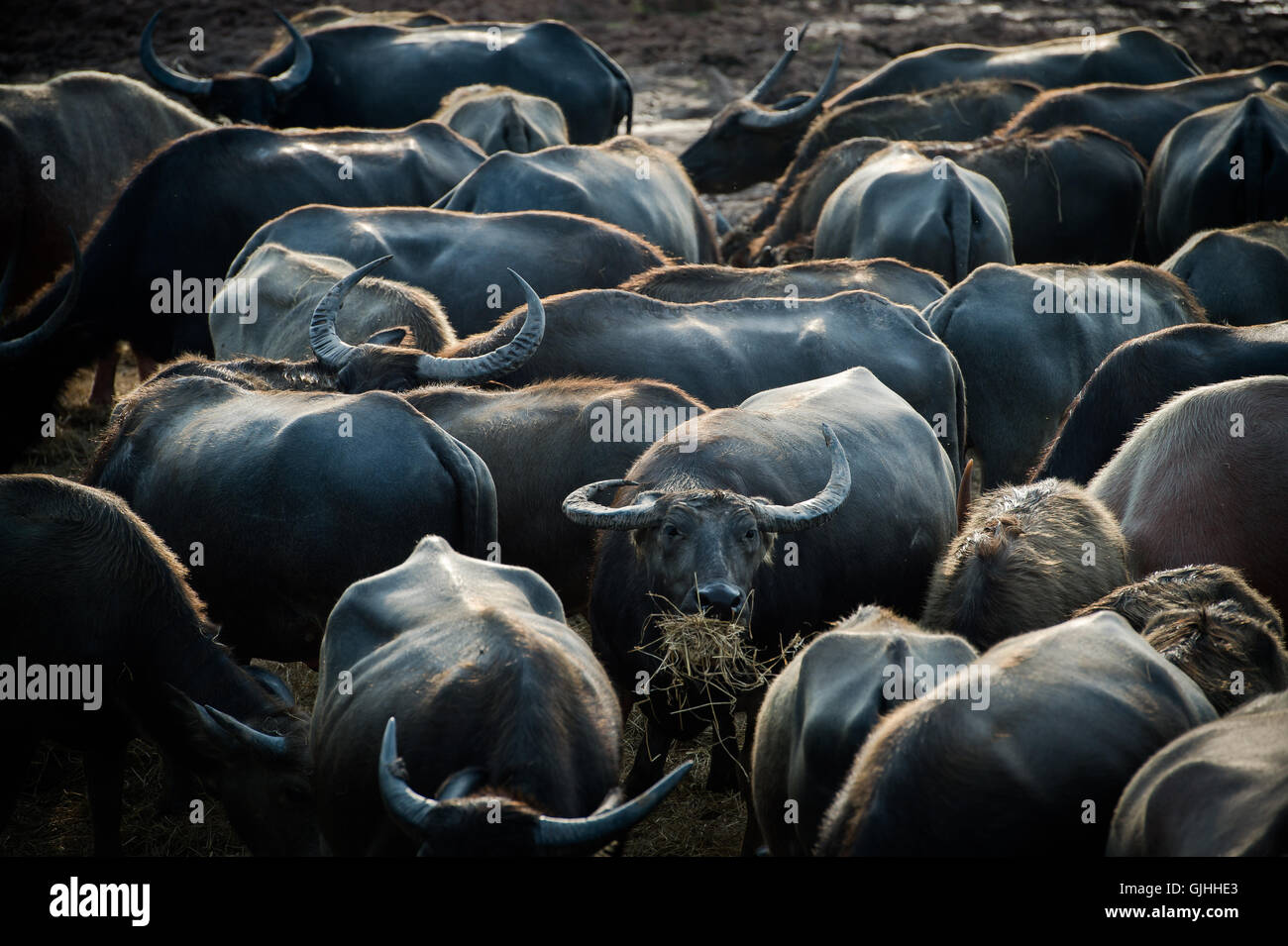 Close-up of a herd of buffalo, Thailand Stock Photo