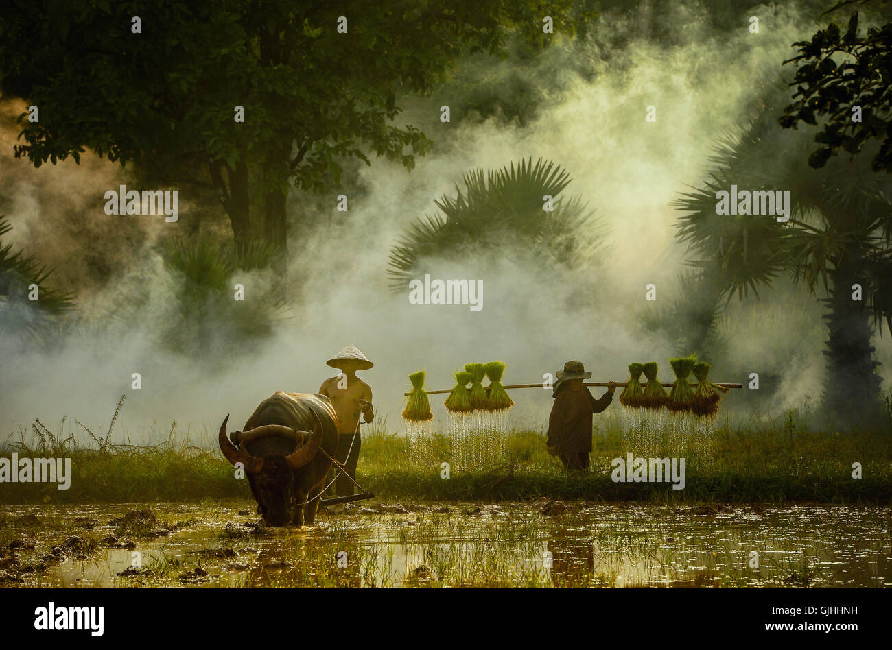 Farmer with buffalo plough and farmer carrying rice plants Stock Photo